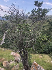 Psydrax obovata elliptica