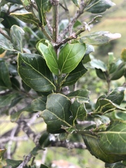 Psydrax obovata elliptica