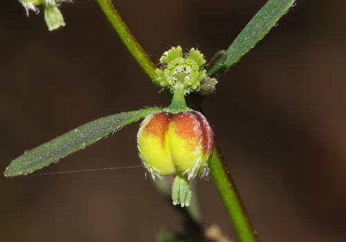 Euphorbia lagunensis