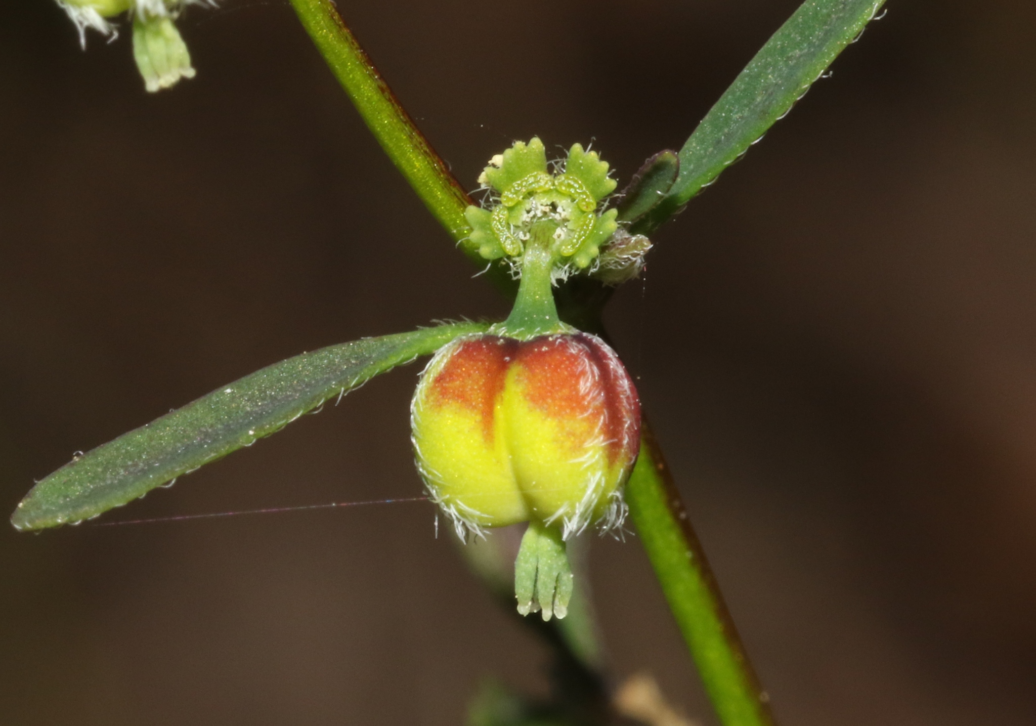 Euphorbia lagunensis