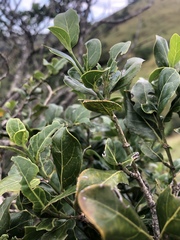 Psydrax obovata elliptica