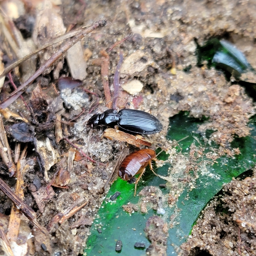 Patrobus longicornis from Arnold, MD 21012, USA on December 27, 2023 at ...