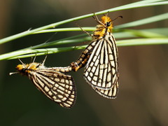 Metisella willemi