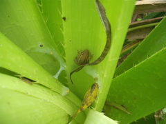 Scinax squalirostris