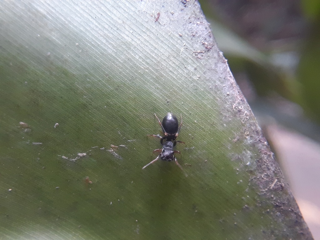 Noble Jumping Spider