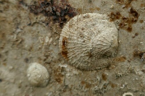 Pododesmus patelliformis