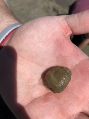 Molgula occidentalis