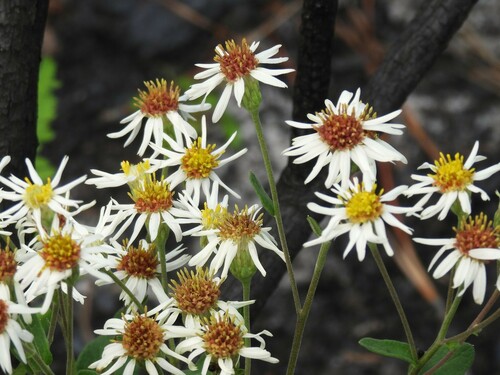 Image of Oclemena reticulata by (c) geosesarma, some rights reserved (CC BY)