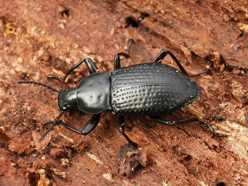 Polopinus nitidus