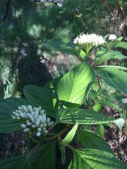 Cornus sericea occidentalis