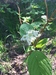 Cornus sericea occidentalis