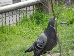 Columba livia domestica