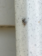 Salticus scenicus