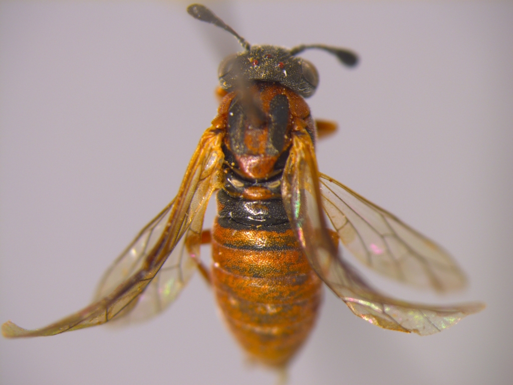 Corynis sanguinea