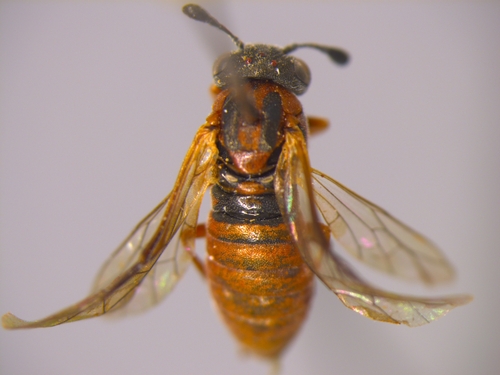 Corynis sanguinea