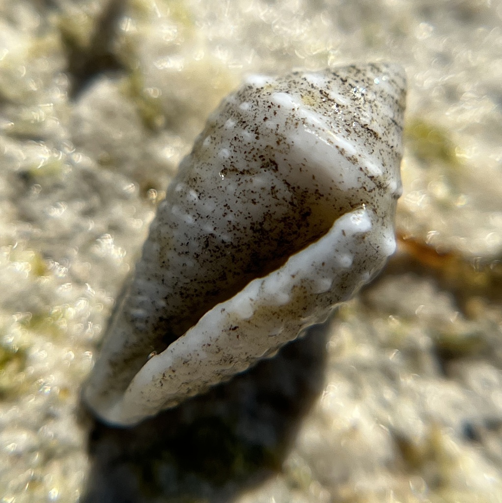 Conasprella verrucosa