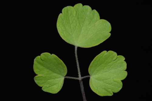 Image of Thalictrum debile by (c) Brian Finzel, some rights reserved (CC BY-SA)