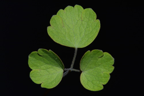 Image of Thalictrum debile by (c) Brian Finzel, some rights reserved (CC BY-SA)