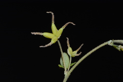 Image of Thalictrum debile by (c) Brian Finzel, some rights reserved (CC BY-SA)