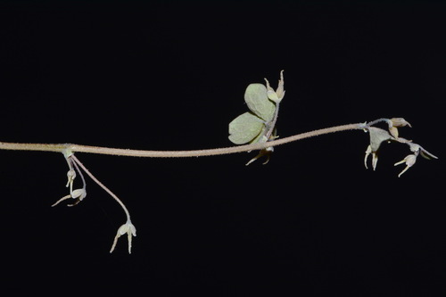 Image of Thalictrum debile by (c) Brian Finzel, some rights reserved (CC BY-SA)