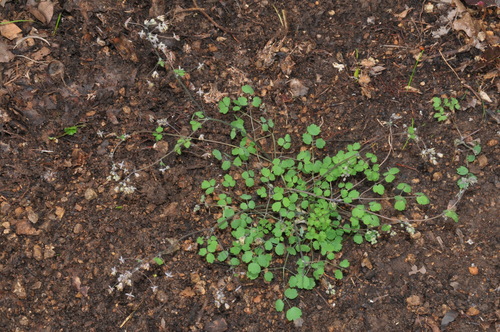 Southern Meadow-rue (Thalictrum debile)