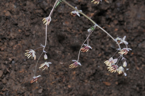 Image of Thalictrum debile by (c) Brian Finzel, some rights reserved (CC BY-SA)