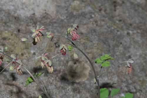 Image of Thalictrum debile by (c) Brian Finzel, some rights reserved (CC BY-SA)