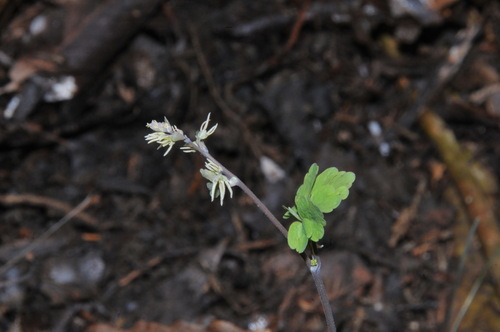 Image of Thalictrum debile by (c) Brian Finzel, some rights reserved (CC BY-SA)