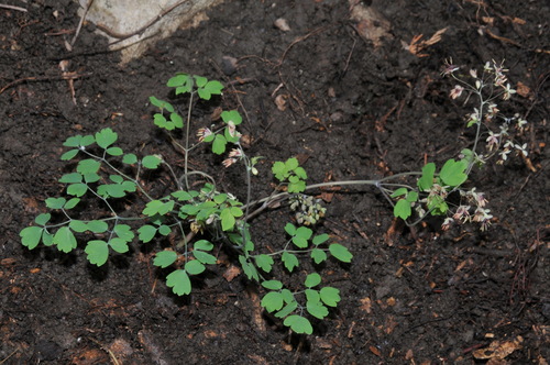 Image of Thalictrum debile by (c) Brian Finzel, some rights reserved (CC BY-SA)
