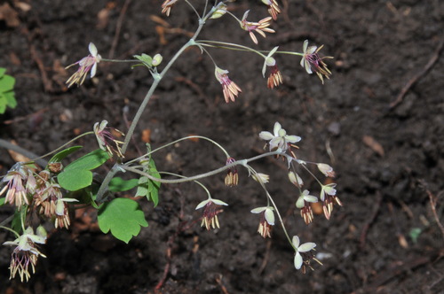 Image of Thalictrum debile by (c) Brian Finzel, some rights reserved (CC BY-SA)