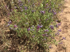 Lupinus concinnus