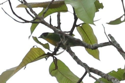 Green-and-gold Tanager (Tangara schrankii), photo 10