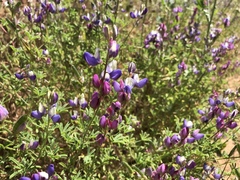Lupinus concinnus