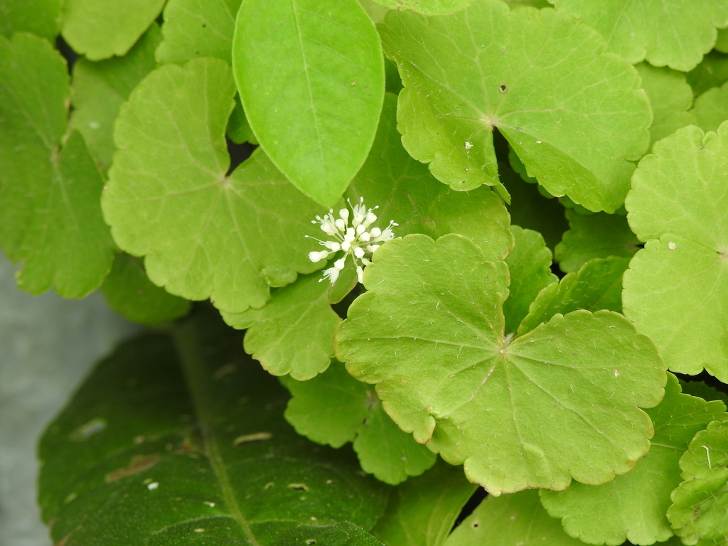 Rau má Brazil – Hydrocotyle leucocephala