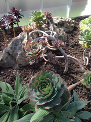 Aeonium percarneum