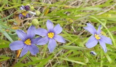 Sisyrinchium chilense
