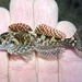 Calico Sculpin - Photo (c) prickly_sculpin, some rights reserved (CC BY-NC), uploaded by prickly_sculpin