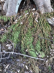 Dryopteris intermedia