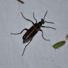 Pyrota insulata
