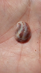 Bostrycapulus aculeatus