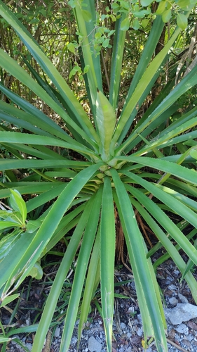 Image of Agave decipiens by (c) Katherine Scott, some rights reserved (CC BY)