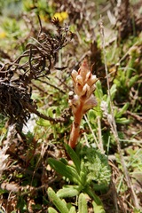 Orobanche minor