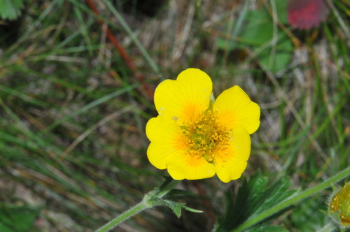 Image of Geum radiatum by (c) Brian Finzel, some rights reserved (CC BY-SA)