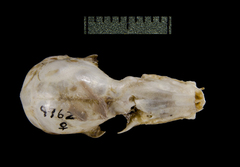Buffy Flower Bat photo 5
