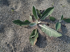 Verbascum gnaphalodes