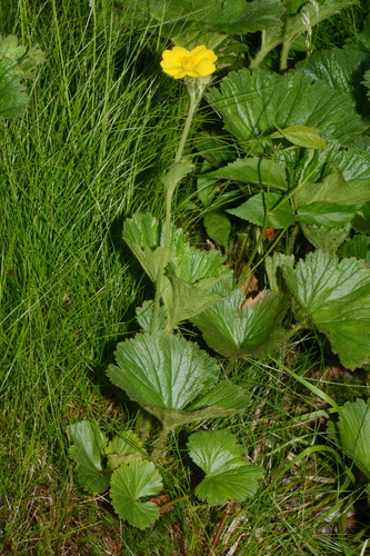 Image of Geum radiatum by (c) Brian Finzel, some rights reserved (CC BY-SA)