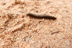 Ommatoiulus lusitanus