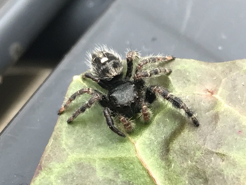 Bold Jumping Spider photographed in Tennessee