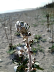 Verbascum gnaphalodes
