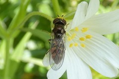 Platycheirus scutatus